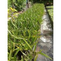 ราคา ต้นอินทผาลัม บาฮี สีเหลือง สีแดง (20923020476)