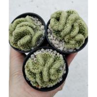 ราคา กระบองเพชร นิ้วทองคริส (16995226119)