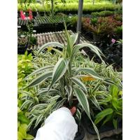 ราคา ไผ่กวนอิม ไผ่กวนอิมเงิน ใบด่างขาว ไม้มงคล ส่งทั้งกระถาง (8682266358)