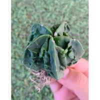 ราคา พร้อมส่งAstrophytum myriostigma cv. Fukuryu nudum ไม้เมล็ด ลายสวยมาก (22937360576)