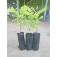 ราคา ต้นสริงปิงเพาะเมล็ดไซส์เล็กขายเป็นชุด 3 ถุง 100 บาท (10741177942)