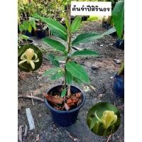 ราคา ต้นจำปีสิรินธร จำปีสิรินธร จำปี (27221366351)