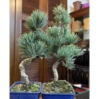 ราคา สนญี่ปุ่นแคระ Pinus thunbergii Seeds เมล็ดพันธุ์สนญี่ปุ่น บรรจุ 5 เมล็ด สนญี่ปุ่น (29922887339)