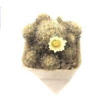 ราคา กระบองเพชร แคคตัส แมมเม็ดพริก Mammillaria prolifera หนามเหลือง (12182655861)