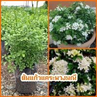 ราคา ต้นแก้วแคระ (ชุด 2 ต้น 169 บาท)ไม้ดอกประดับ ทรงพุ่มแน่น มีขนาดเล็กกว่าแก้วบ้าน ดอกสีขาวมีกลิ่นหอม ออกดอกเป็นพวง (28408626586)