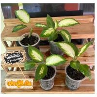 ราคา ต้นเศรษฐีรับเงิน ต้นไม้มงคล ดูดสารพิษได้ ปลูกแล้วรวย เศรษฐีนิยม (12944306859)