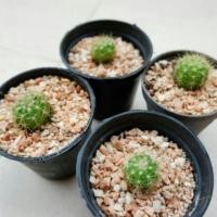 ราคา ต้นกระบองเพชรดาวล้อมเดือน (39149253)