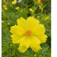 ราคา เมล็ดพันธุ์ดาวกระจายดอกซ้อนสีเหลือง 100 เมล็ด 50 บาท (43757346808)