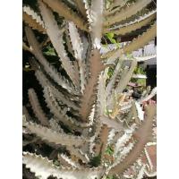 ราคา ต้นกระบองเพชร ยูโฟเบีย แลคเทีย ไวท์โกส (Euphorbia Lactea White Ghost) กิ่งตัดสด ขนาด 15 ซม. ( แคคตัส กระบองเพชร) (19831757380)