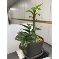 ราคา กวักมรกตแคระ Zamioculcas Zamifolia Dwarf ⁣ กวักมรกตแคระ (13911831500)