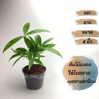 ราคา ไม้แหย่แย้ พญาไม้แหย่แย้ ไม้เทวบุตร ในกระถาง 4 นิ้ว ไม้มงคล มงคลเรียกทรัพย์ เมตตามหานิยม (16917601680)