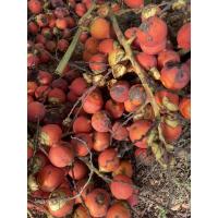 ราคา เมล็ดพันธุ์ปาล์มหางกระรอก Foxtail palm (8376904810)