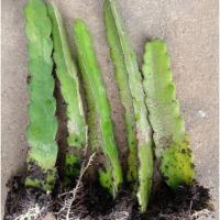 ราคา กิ่งแก้วมังกรสีแดง ผลใหญ่ (7449013183)