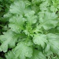 ราคา 300 เมล็ด ผักตั้งโอ๋ หรือ ตังโอ๋ หรือ ตั่งออ เมล็ดผัก ปลอดสาร Garland Chrysanthemum Seeds (40272760823)