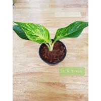 ราคา กล้วยพัดด่าง กล้วยแคระ กล้วยประดับด่าง (3593709752)