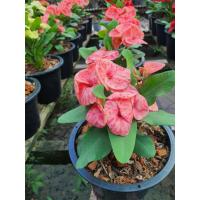 ราคา ต้นโป๊ยเซียน ดอกสีชมพู ศ.พระราม2 ในกระถาง8นิ้ว (15961353693)