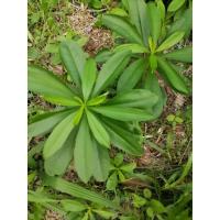 ราคา โสมไทย​ โสมคน​ ว่านผักปัง (26502305218)