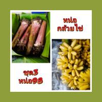 ราคา กล้วยไข่กำแพงเพชร หน่อกล้วยไข่ ต้นกล้วยไข่พันธุ์กำแพงเพชรของแท้100% (22774650737)