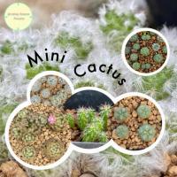 ราคา [ SP ] แคคตัส ขนาดเล็ก ไม้พอต ไม้เพาะเมล็ด ไม้ชำหน่อ กระบองเพชร ต้นไม้ แมมมิลเรีย แอสโตร ยิมโน แมมขนแกะ โลโฟ (17653565736)