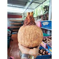 ราคา หัวปรง ขนาดใหญ่(30-40cm) ส่งเฉพาะหัวไม่มีใบ ปรง ไม้หัว ต้นปรง ปรงป่า ปรงโคก ปรงนา (16374708979)