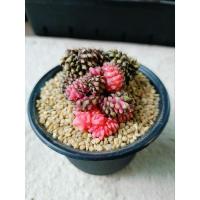 ราคา ยิมโนคริสตาต้าด่าง ฟอร์มขด/ ด่างสีชมพู-ม่วง (27757080157)