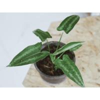 ราคา ว่านกวักพระพรหม Schismatoglottis sp. (4253292895)