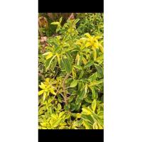 ราคา ต้น แก้วมุกดาใบด่างโทนเหลือง 11 นิ้วใหม่ (25928668261)