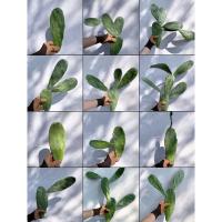 ราคา ใบเสมา โอพันเทียใบเสมา โอพันเทียหูกระต่าย (5534698683)