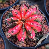 ราคา กระบองเพชร ยิมโนด่าง ไม้ชำหน่อ ต้นแม่ภาพแรก แคคตัส ยิมโน cactus (10135546444)