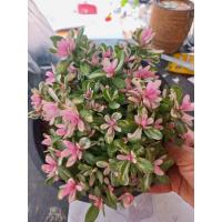 ราคา ต้นคุณนายตื่นสายใบด่าง ไม้ตกแต่งสวน กระถาง 8 นิ้ว (15979813906)