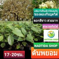 ราคา ต้นพยอม NADTIDA SHOP พยอม พะยอม ไม้เศรษฐกิจ ไม้มงคล ไม้ประดับ (5444579457)