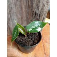 ราคา บอนดำสตูลกระดูกชมพู บอนฟอกอากาศ บอนหายาก (10774987453)