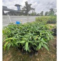 ราคา มะม่วงเขียวใหญ่ หรือมะม่วงงามเมืองย่า แบบทาบกิ่ง 70-100 cm (42719732009)