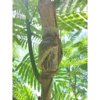 ราคา 30กิ่งชะอมไร้หนามพันธุ์ยอดใหญ่ยอดดก (26767278345)