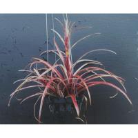 ราคา Tillandsia capitata var. domingensis #Tillandsia #ทิลแลนเซีย (27888381654)