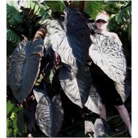 ราคา บอนดำแบล็ค เมจิก บอนแบล็คเมจิก colocasia black magic (ส่งแบบตัดใบ) (14630334732)