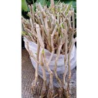 ราคา ชะอมพันธุ์ไร้หนาม ( 10 กิ่ง) (4459168888)