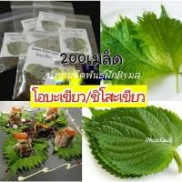 ราคา เมล็ดพันธุ์ โอบะเขียว หรือ ชิโสะ หรือใบงาญี่ปุ่น 100เมล็ด (10925991110)