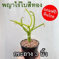 ราคา ต้นพญาไร้ใบ สีทอง ต้นเขากวาง พร้อมกระถาง 3 นิ้ว ต้นไม้ฟอกอากาศ ต้นไม้ประดับ กิ่งสวย แข็งแรง Euphobia​ Tirucalli​ ไม้มงคล (11681781392)