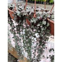 ราคา สายป่านดวงใจชมพู string of hearts (8580734692)