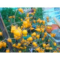 ราคา （เมล็ดพันธุ์ ถูก คละ）เมล็ดมะเขือการ์ตูน หรือ มะเขือนมแพะ บรรจุซองละ50เมล็ด K6CO (21035131394)