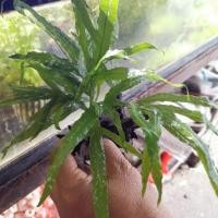 ราคา ขอนไม้ติดรากดำไทเด้น​ (TRIDENT) ​(ต้นไม้น้ำ) ***กรุณาอ่านรายละเอียดก่อนสั่งซื้อ*** (6710101947)