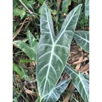 ราคา บอนพญาจงอาง หรือ ว่านจงอางหัวละ 10 บาท (ขั้นต่ำ 5 หัว) (8371368264)