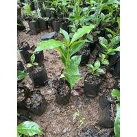 ราคา ต้นกล้ากาแฟอาราบิก้า จากดอยช้าง (10744315280)