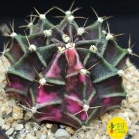 ราคา แคคตัส ยิมโนด่าง ชมพู ซึมๆ ไม้เมล็ด 9พู 4.5cm !!ส่งฟรี!! (8454750268)