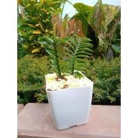 ราคา ต้นบันใดเศรษฐี (ต้นไม้มงคล) (5488735071)