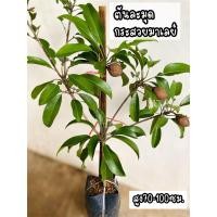 ราคา ต้นละมุดพันธุ์กระสวยมาเลย์ 80-100ซม. (22249719012)