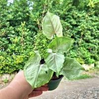 ราคา Syngonium green splash ซิงโกเนียม กรีนสแปลช. (ต้นตรงปก) (25267923200)