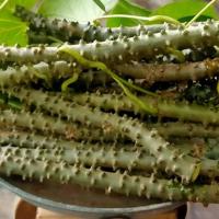 ราคา บอระเพ็ดสด กิ่งพันธุ์บอระเพ็ด(เจ็ดหมูน) ชุด 10 กิ่ง (21680344854)