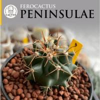 ราคา Ferocactus peninsulaeเฟอโรเล็บเหยี่ยวไม้เมล็ด กระถาง 3 นิ้ว (41423227354)